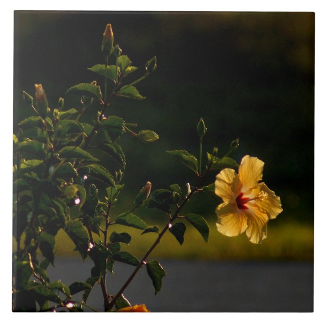 Yellow Hibiscus Flower Bush Tile (Front)
