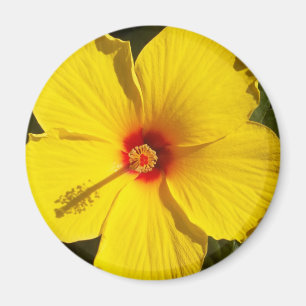 Yellow Hibiscus Flower Magnet