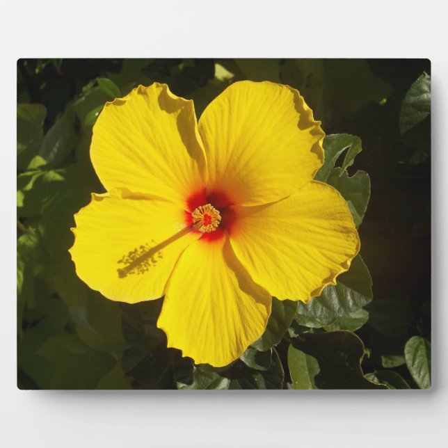 Yellow Hibiscus Flower Plaque (Front)