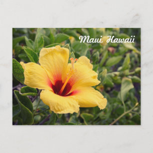 Yellow Hibiscus Flower   Postcard