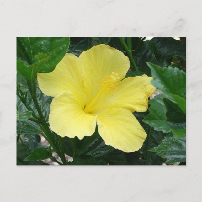 Yellow Hibiscus Flower Postcard (Front)
