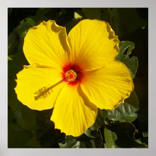 Yellow Hibiscus Flower Poster