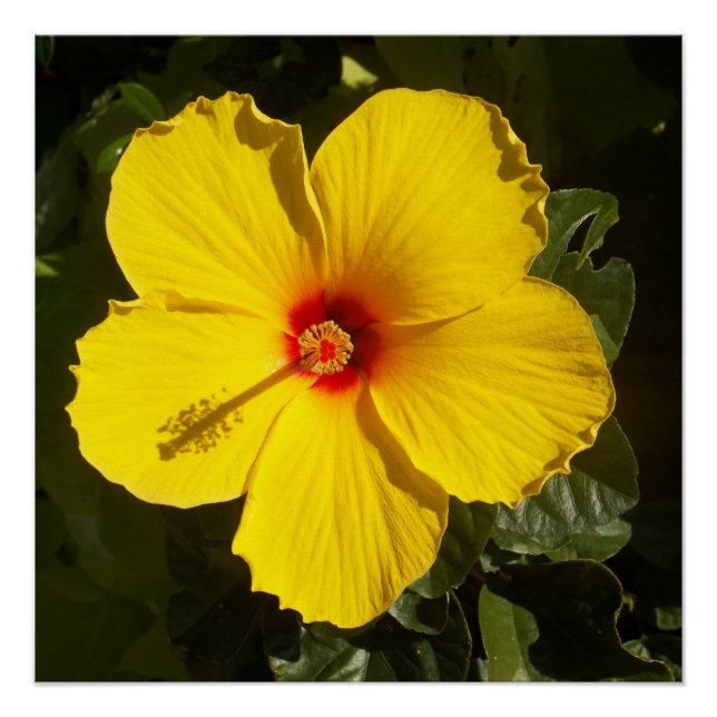 Yellow Hibiscus Flower Value Poster (Front)
