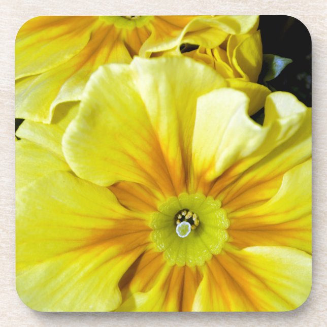 Yellow hibiscus flowers coaster (Front)