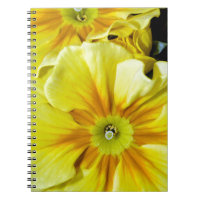 Yellow hibiscus flowers
