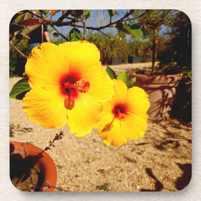 Yellow Hibiscus Hard Plastic Coaster (Front)