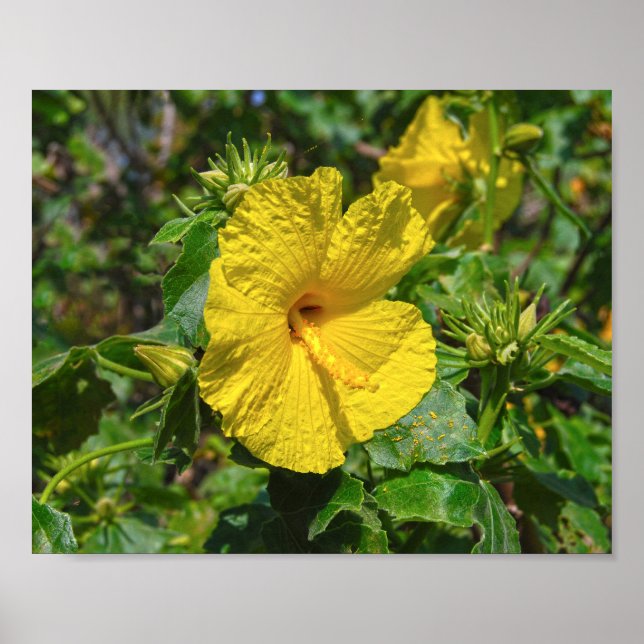 Yellow Hibiscus Hawaii State Flower Poster (Front)