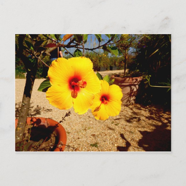 Yellow Hibiscus postcard (Front)