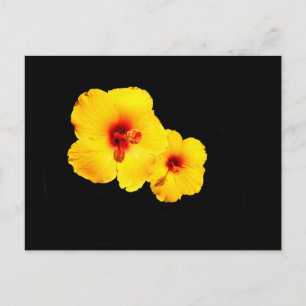 Yellow Hibiscus Postcard