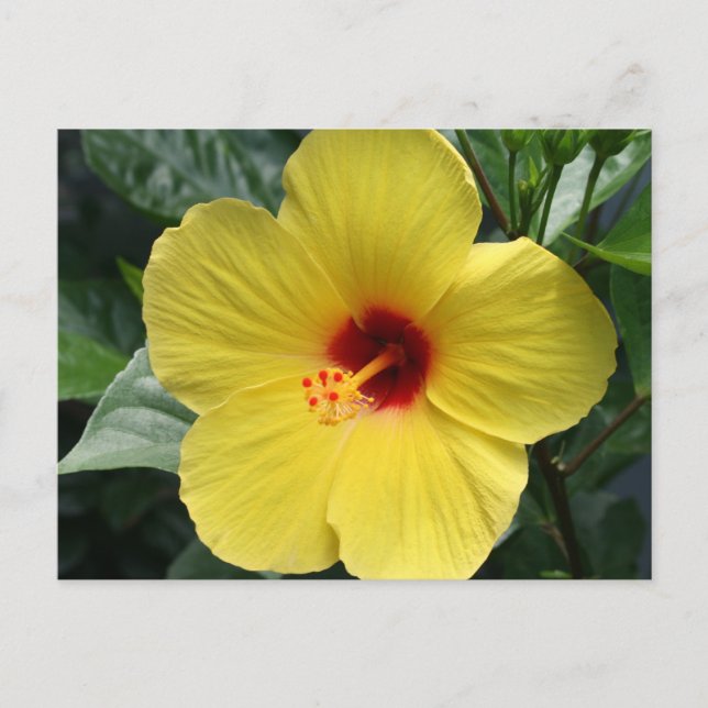 Yellow Hibiscus Postcard (Front)