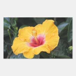 Yellow hibiscus rectangular sticker