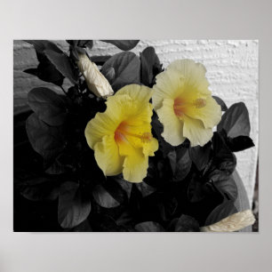Yellow Hibiscus selective colour photo Poster