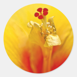 Yellow Hibiscus Sticker