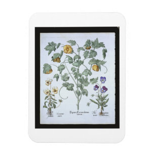 Yellow Horned Poppy, from the 'Hortus Eystettensis Magnet