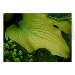 Yellow Hosta