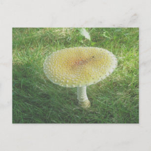 Yellow Huge Mushroom Postcard