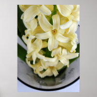 yellow hyacinth