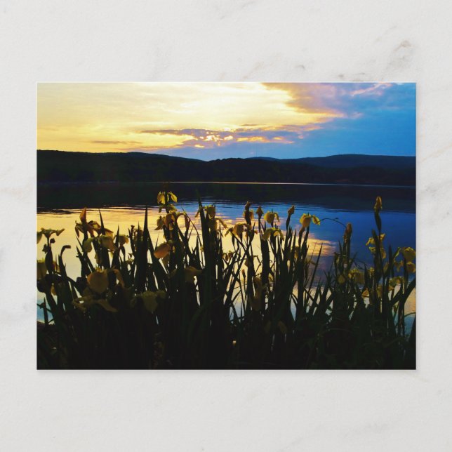 Yellow Iris at Lake Arrowhead shore Postcard (Front)