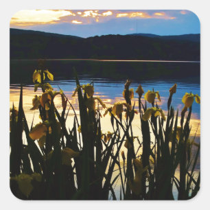 Yellow Iris at Lake Arrowhead shore Square Sticker