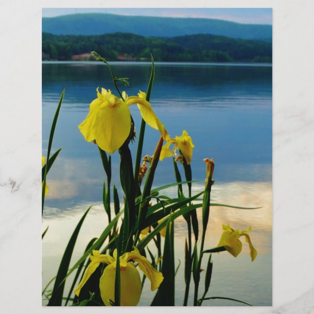 Yellow Iris at Lake Shore (Front)