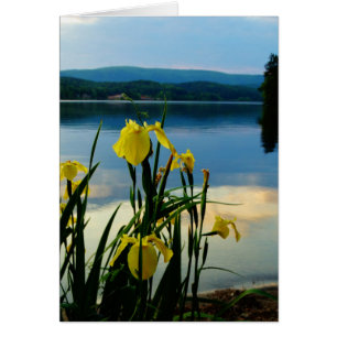 Yellow Iris at Lake Shore