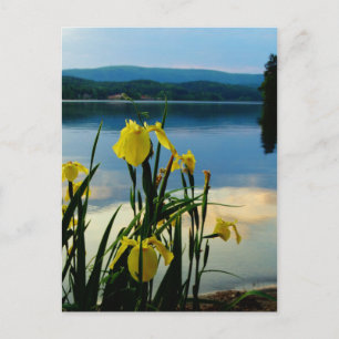 Yellow Iris at Lake Shore Postcard