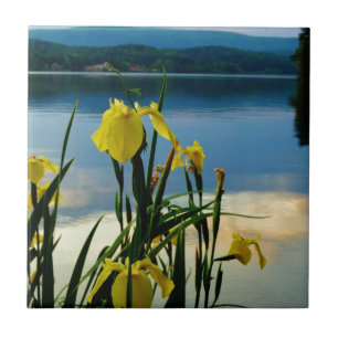 Yellow Iris at Lake Shore Tile