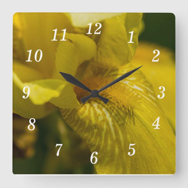 Yellow Iris Beard Square Wall Clock (Front)