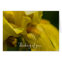 Yellow Iris Beard Thinking Of You Card