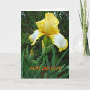 Yellow Iris, Birthday Card