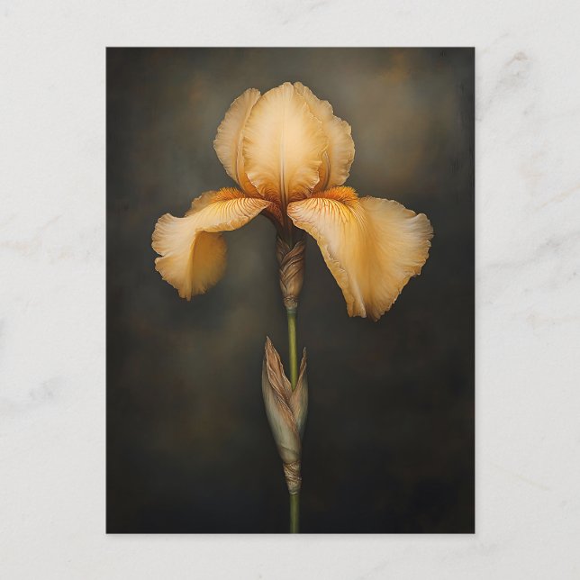 Yellow Iris Botanical Painting Postcard (Front)