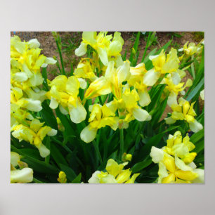 Yellow Iris Flower Poster