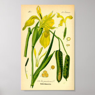 Yellow Iris (Iris pseudacorus) Poster