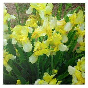 Yellow Iris Patch Ceramic Tile