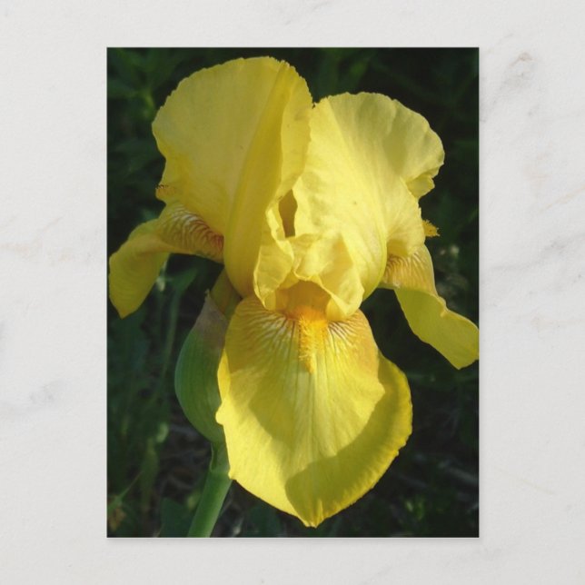 Yellow Iris Postcard (Front)