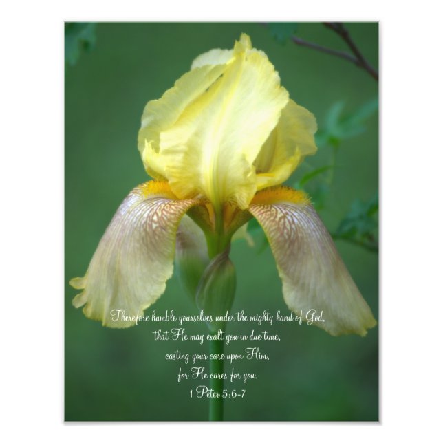 Yellow Iris Scripture Photographic Print (Front)