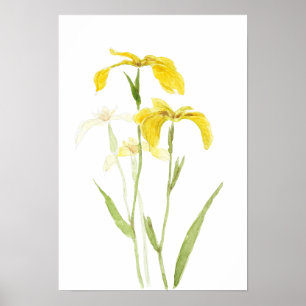yellow iris watercolour flowers poster
