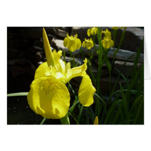 Yellow Irises Bright Spring Floral