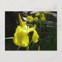 Yellow Irises Bright Spring Floral