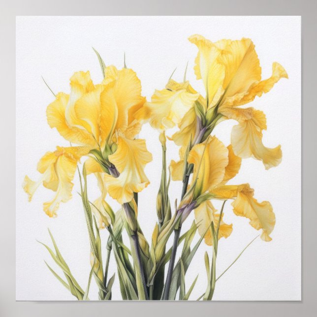 Yellow Irises Flower Art Print Poster (Front)