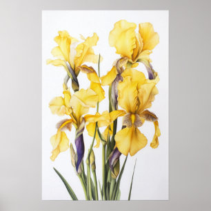 Yellow Irises Flower Art Print Poster