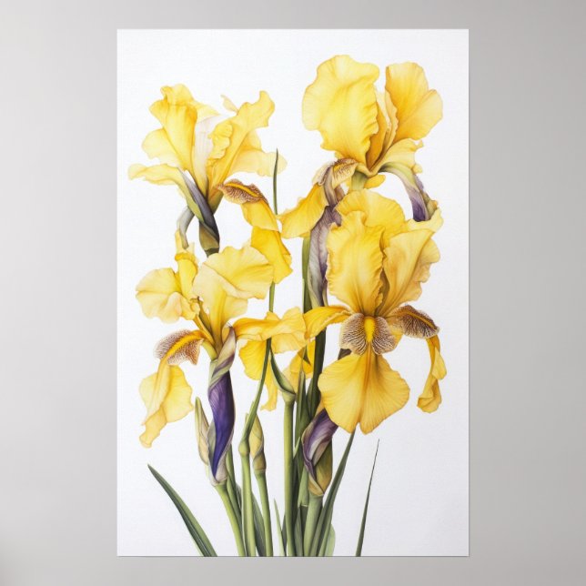 Yellow Irises Flower Art Print Poster (Front)