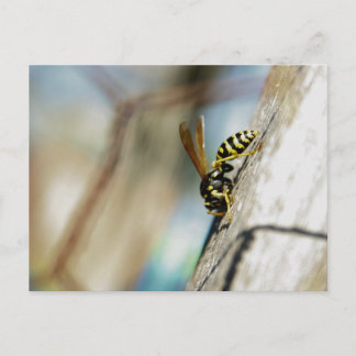 Yellow Jacket Postcard