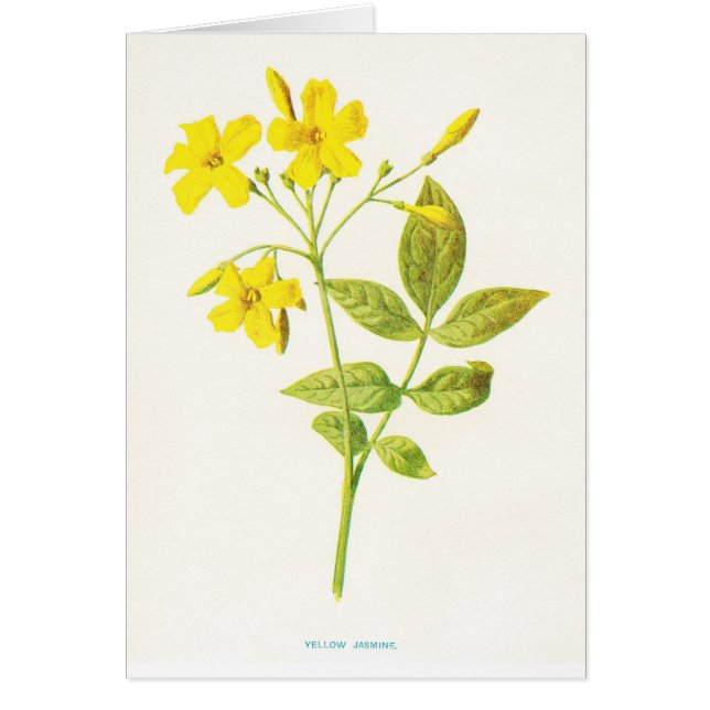 Yellow Jasmine Vintage Botanical Illustration (Front)