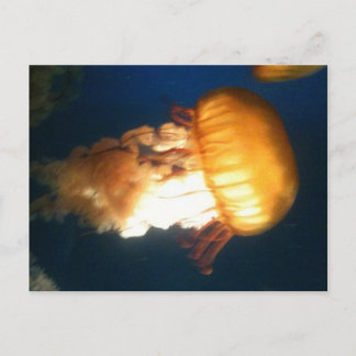 Yellow Jellyfish Postcard