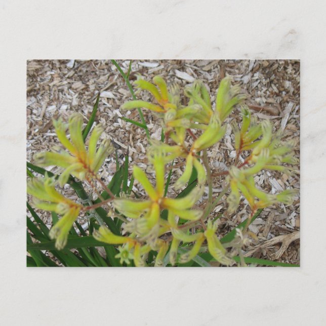 Yellow kangaroo paws postcard (Front)