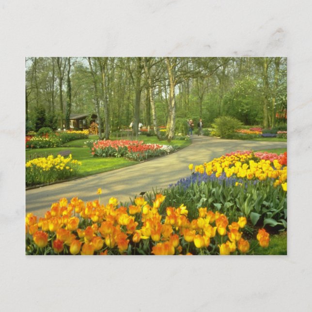 yellow Keukenhof Gardens near Haarlem, Netherlands Postcard (Front)