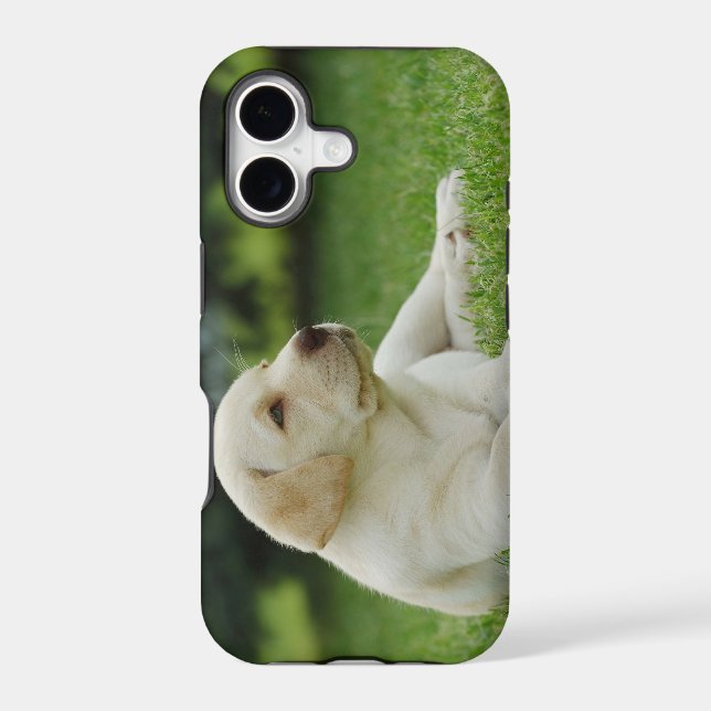 Yellow lab (Back)