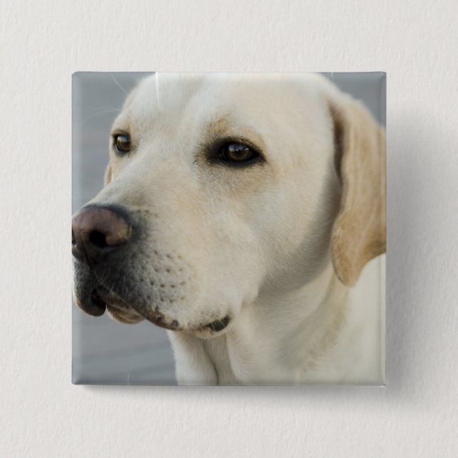 Yellow Lab  Button (Front)