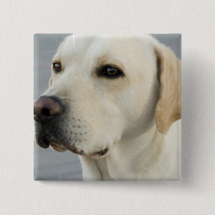 Yellow Lab  Button